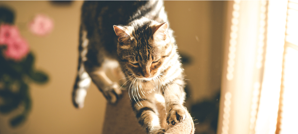 Pet proof online recliner